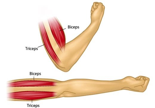 Ejercicios Para Tonificar Tus Brazos En Casa Osyley Com